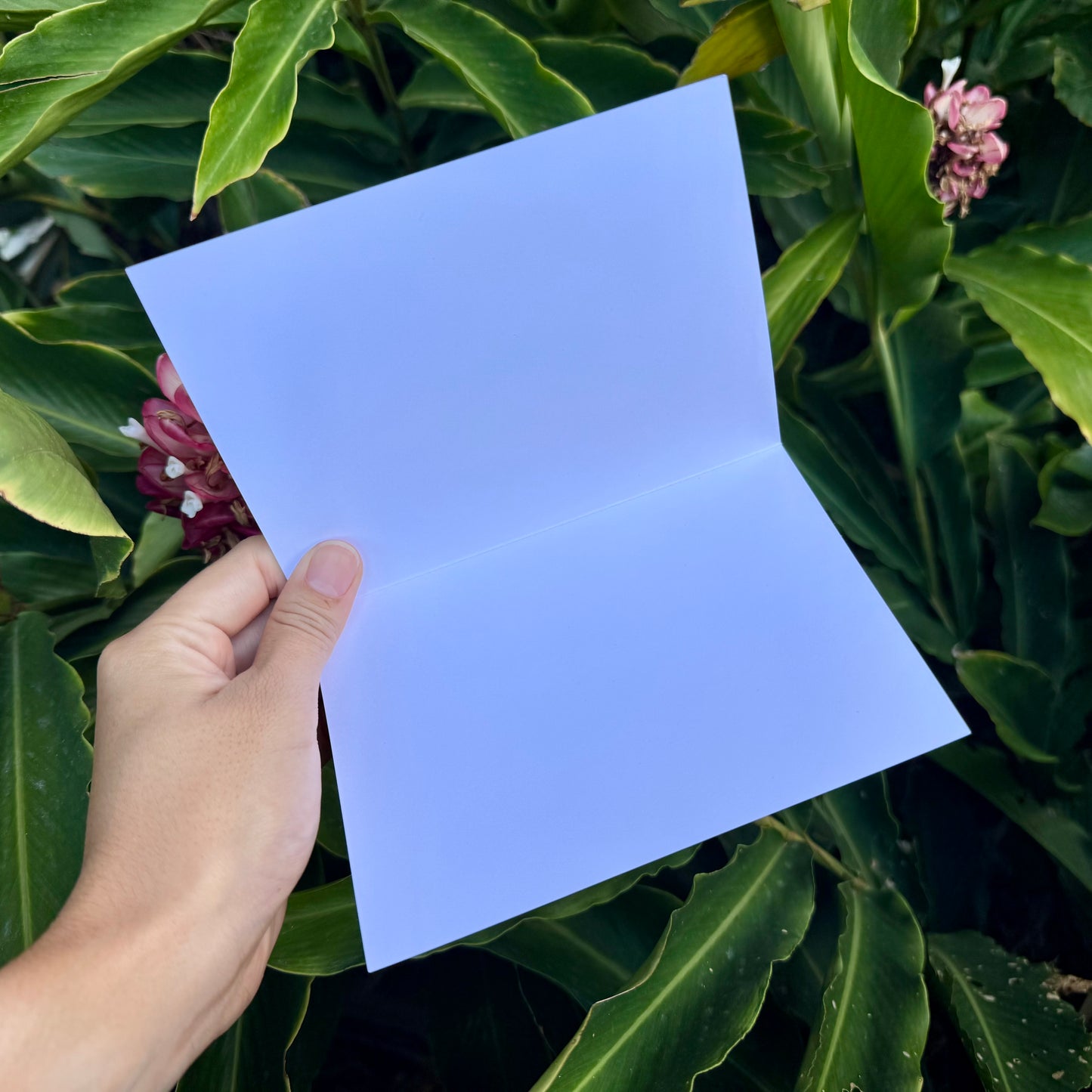 Kāleka Nota | Lei Aʻeaʻe