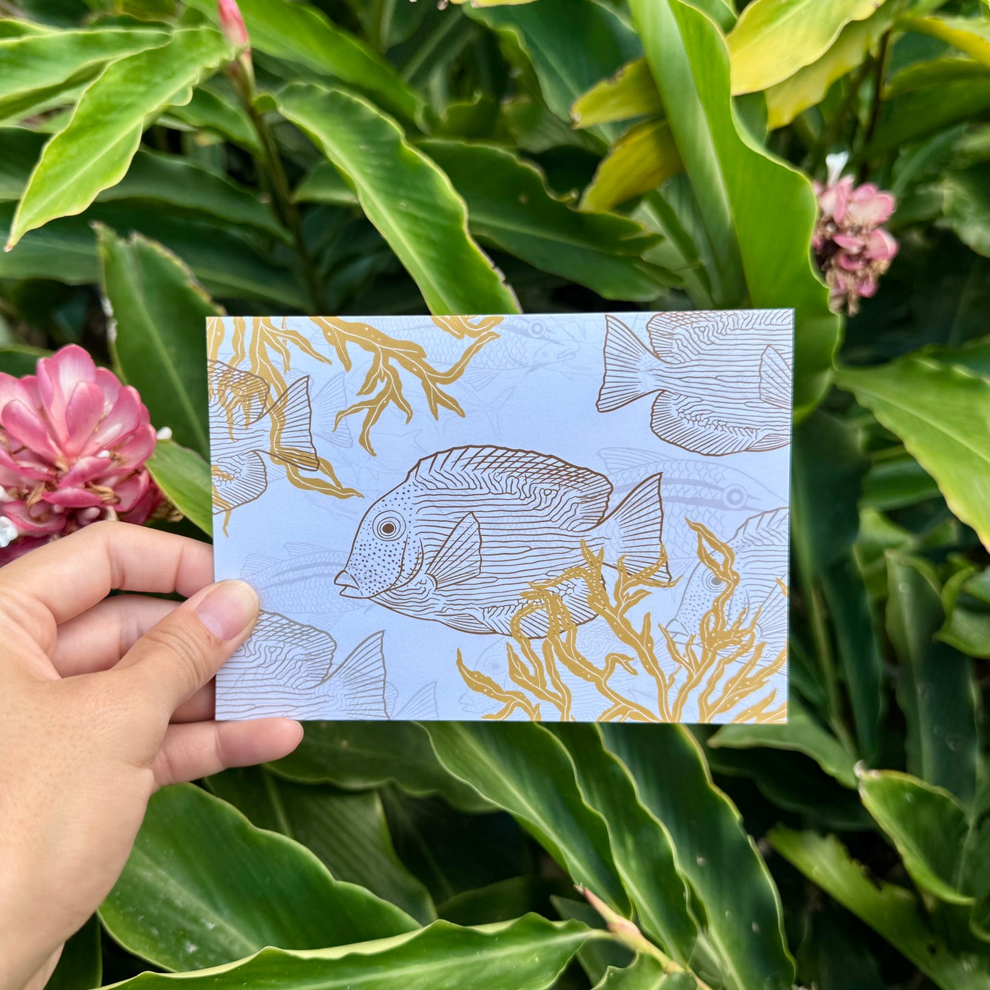 Kāleka Nota | Kole + Kala