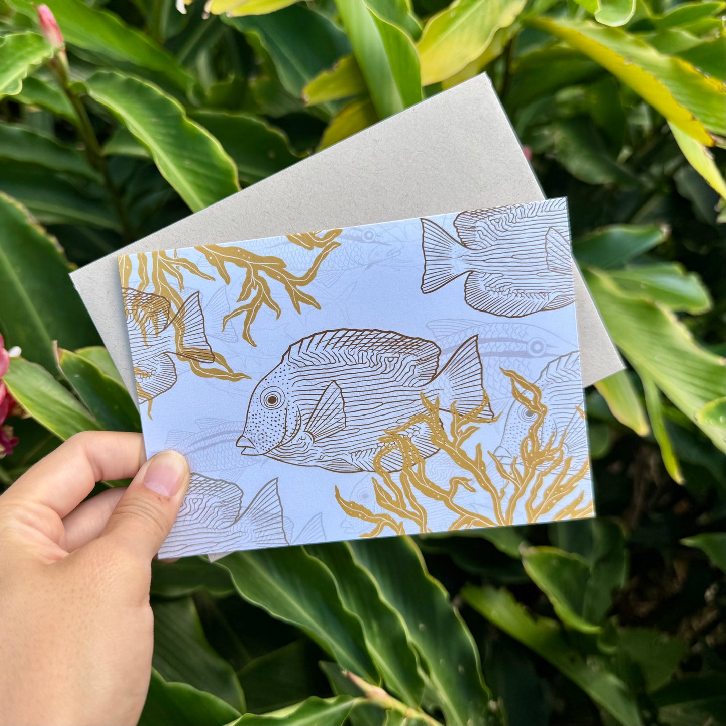 Kāleka Nota | Kole + Kala