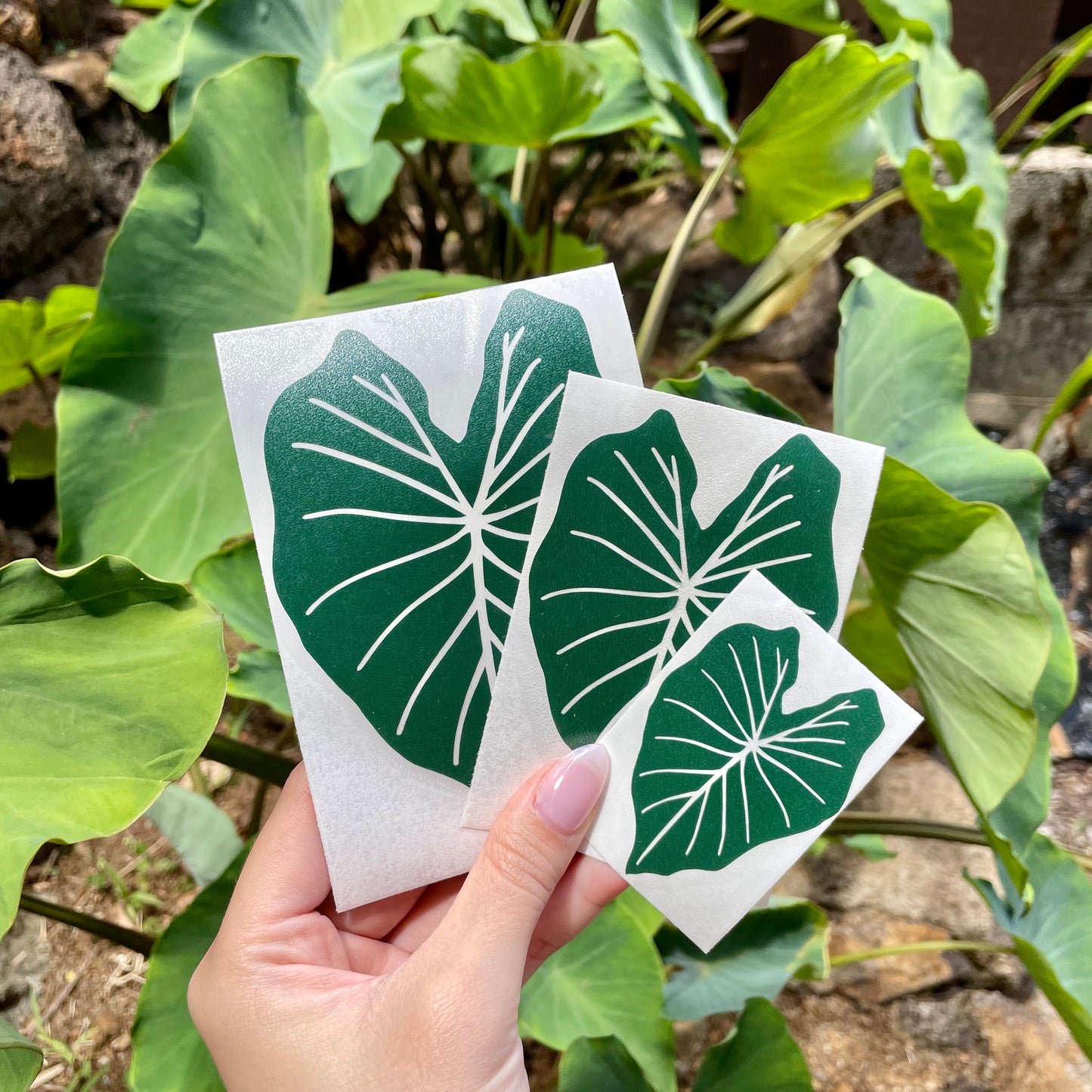 Pepili Hoʻololi | Lau Kalo Decal