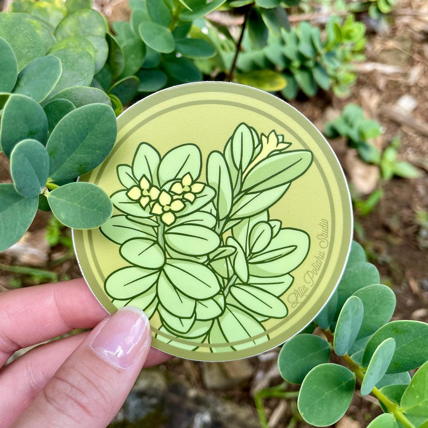 Pepili Pōʻai | ʻĀkia